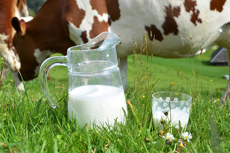 Польза домашнего молока