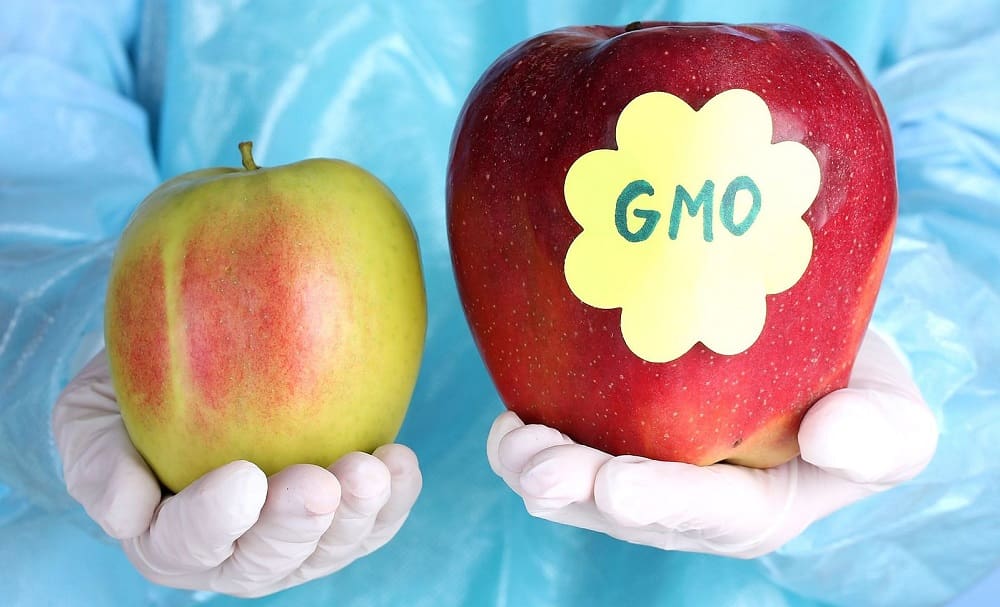 Обычное и яблоко с ГМО