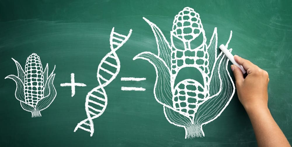 Страшилки про ГМО