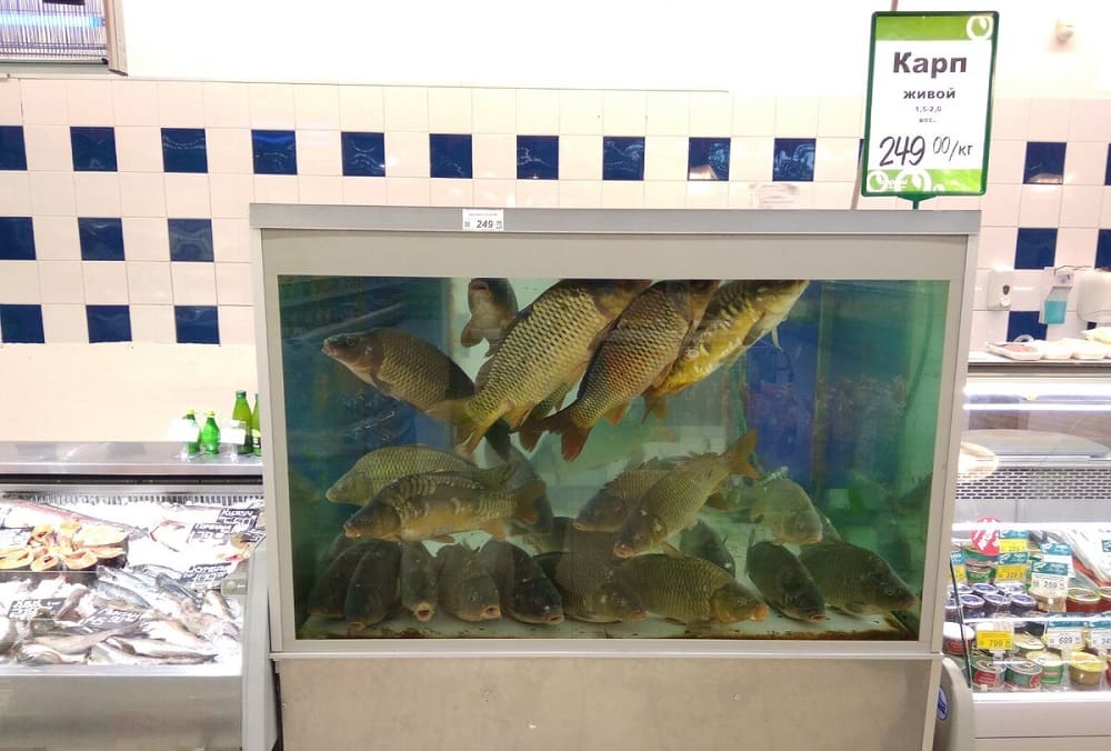 Торговый аквариум для живой рыбы
