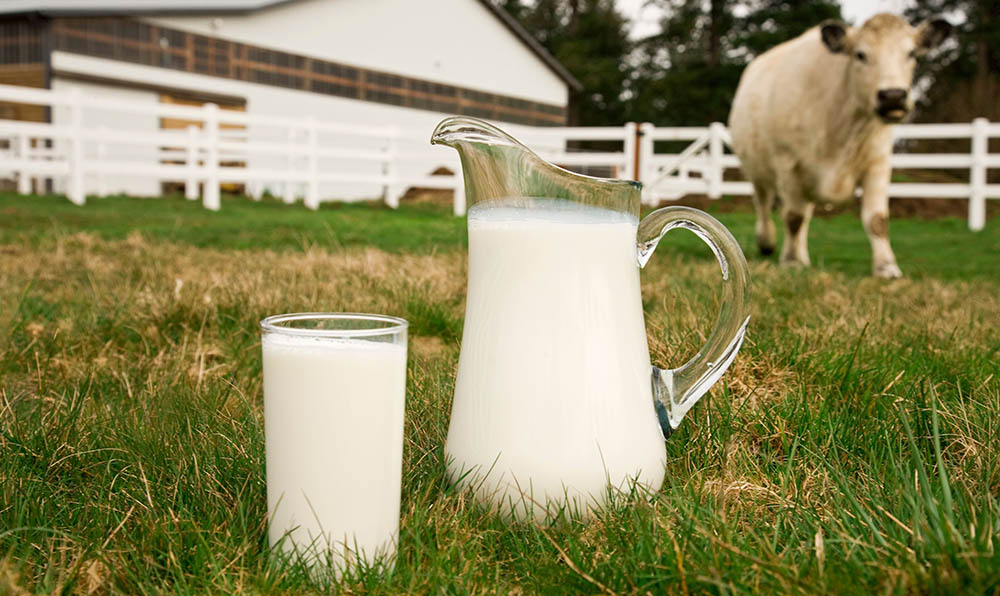 Коровье молоко для кумыса
