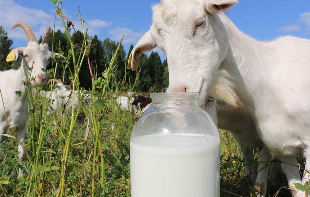 Козье молоко для кумыса